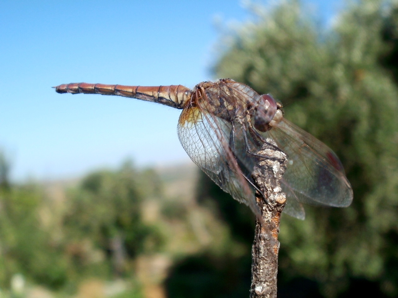 Richiesta id. libellula dalla Sicilia